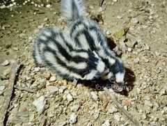 Yucatan Spotten Skunk photo 3