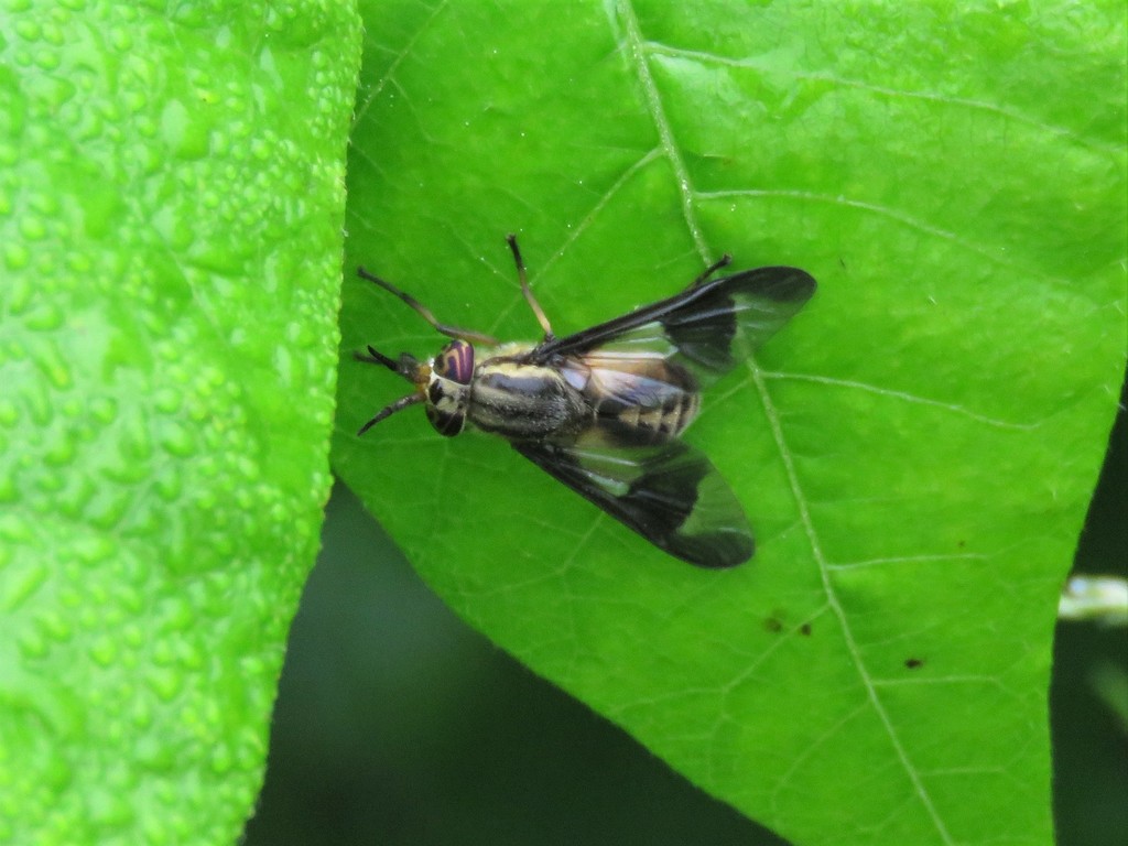Chrysops dimmocki