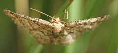 Heliomata glarearia