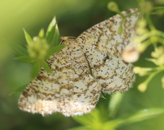 Heliomata glarearia