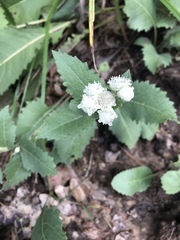 Parthenium hispidum
