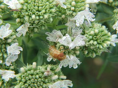 Copestylum sexmaculatum