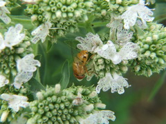 Copestylum sexmaculatum