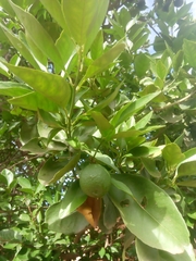 Citrus × aurantium