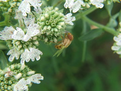 Copestylum sexmaculatum