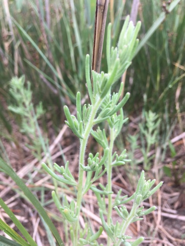 Spirobassia