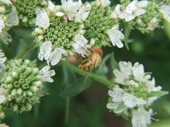 Copestylum sexmaculatum