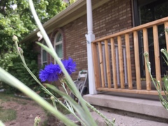Centaurea cyanus
