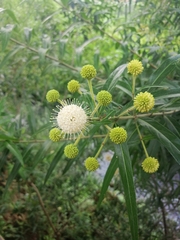 Cephalanthus salicifolius