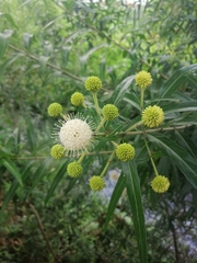 Cephalanthus salicifolius
