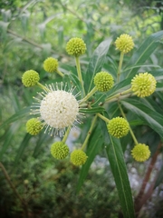 Cephalanthus salicifolius