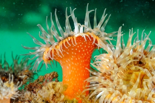 Elegant anemone, photo 2 of 10