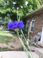 Centaurea cyanus