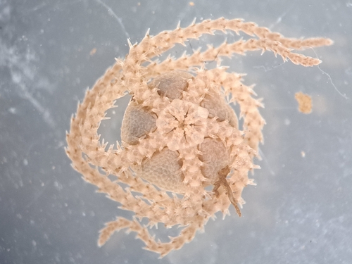 Dwarf Brittle Star