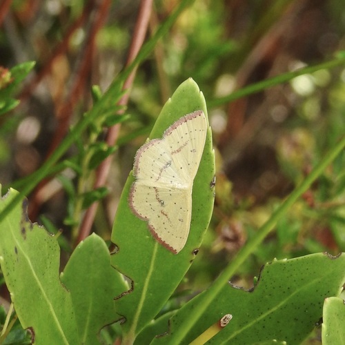 Cyclophora culicaria photo 5
