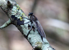 Promachus painteri
