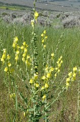 Linaria dalmatica dalmatica