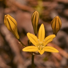 Triteleia crocea