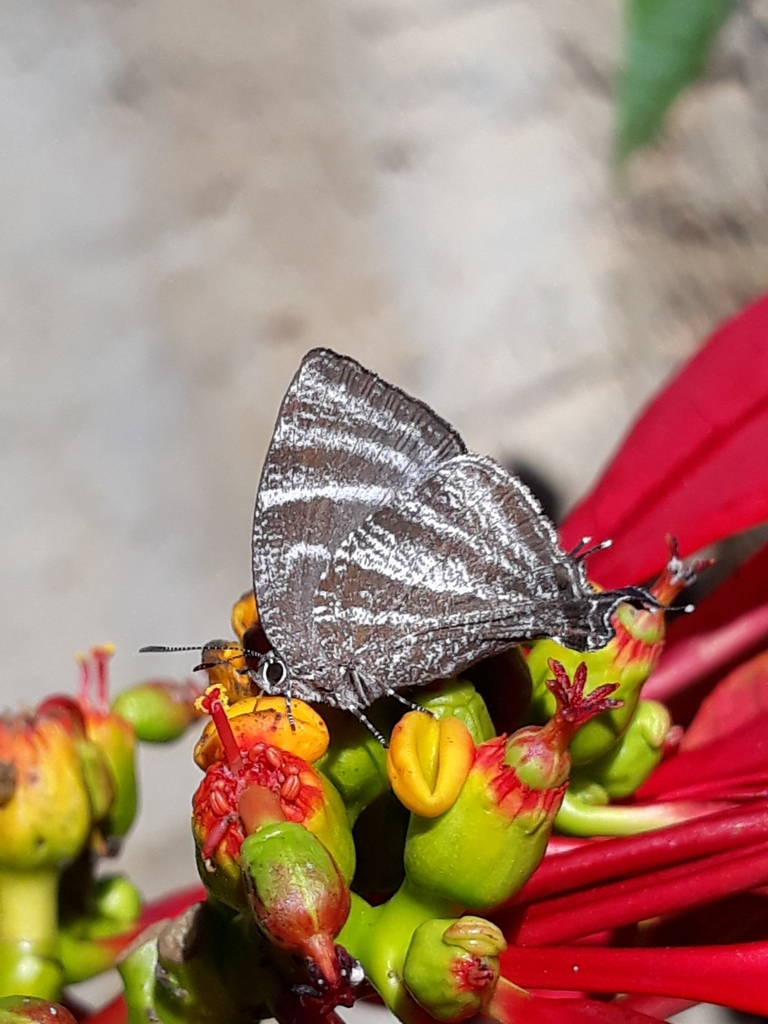 Brevianta celelata