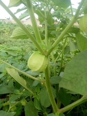 Physalis angulata