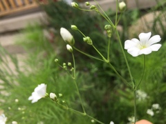Magnoliopsida