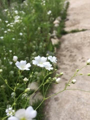 Magnoliopsida