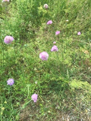 Armeria maritima sibirica