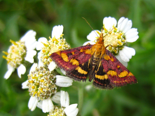 Common Crimson-and-gold Moth