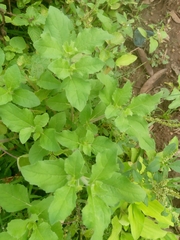 Acanthospermum hispidum