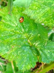 Coccinella septempunctata