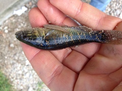 Dormitator maculatus