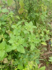 Acanthospermum hispidum