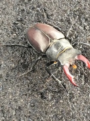 Lucanus cervus
