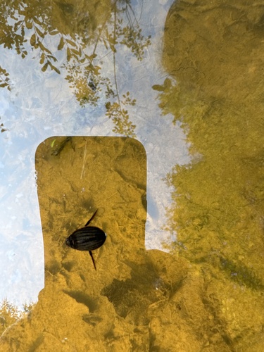 Lesser Diving-beetle, Fransebaan, Eindhoven, North Brabant, NL, photo 9 of 10