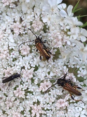 Stenopterus ater