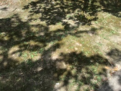 Polypremum procumbens