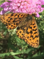 Boloria dia