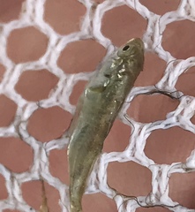 Gasterosteus aculeatus