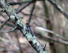 Promachus painteri