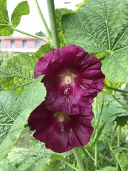 Alcea rosea