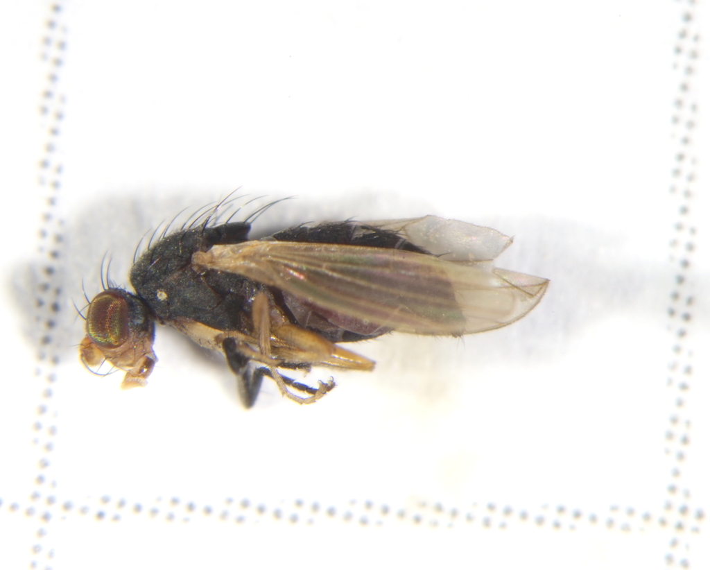 Trixoscelis similis