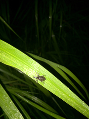 Lepyrus japonicus