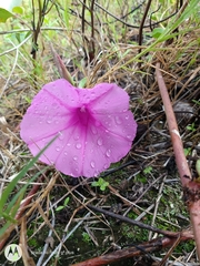 Ipomoea asarifolia