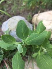 Magnoliopsida