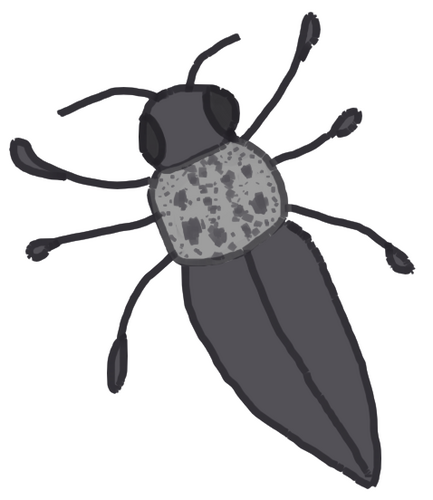 Flat-headed Root-borer, Tulcea, Romania, photo 6 of 10