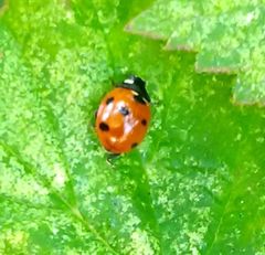 Coccinella septempunctata