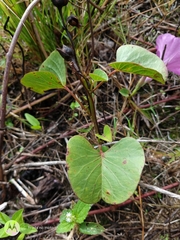 Ipomoea asarifolia