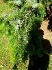 Abies nordmanniana
