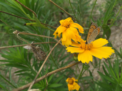 Lycaena dispar