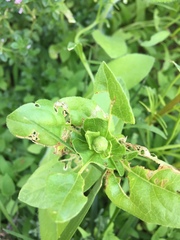 Magnoliopsida